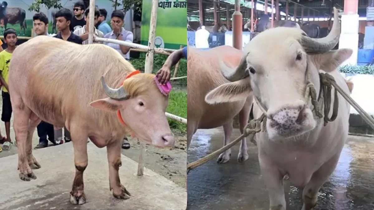 কোরবানি ঈদে বিক্রির জন্য দুই গরুর নাম ‘ডোনাল্ড ট্রাম্প’ ও ‘নেতানিয়াহু’। কোলাজ: নিজস্ব
