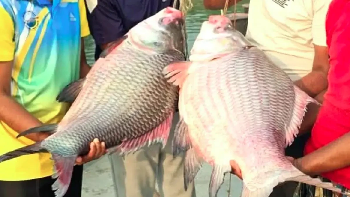 পদ্মা নদীতে ধরা পড়া দুটি বিশাল আকৃতির কাতল মাছ। ছবি: নিজস্ব