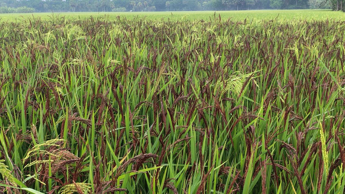 ড়াইলের কালিয়া উপজেলায় কৃষক রহমত আলীর ব্ল্যাক রাইস ক্ষেত এবং ধানের শীষ। ছবি: নিজস্ব