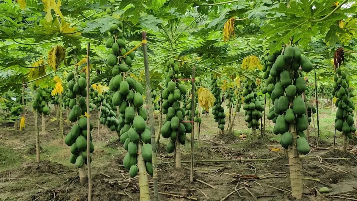 গোয়ালন্দে নিজের শাহী পেঁপের বাগান। ছবি: সংগৃহীত