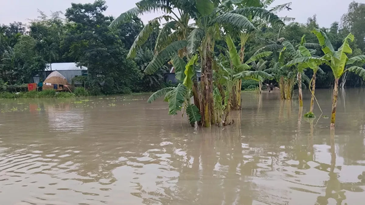 রাজারহাট উপজেলার ঘড়িয়ালডাঙ্গা চরে তিস্তার পানি অস্বাভাবিক বৃদ্ধিতে প্লাবিত হচ্ছে বিস্তীর্ণ এলাকা। ছবি: সংগৃহীত